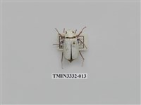 藏品(大白金龜)的圖片